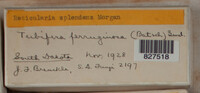 Image Associated With the Occurence